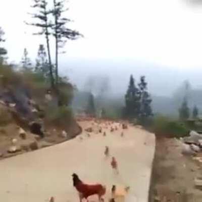 What is the original version of this flutey song?