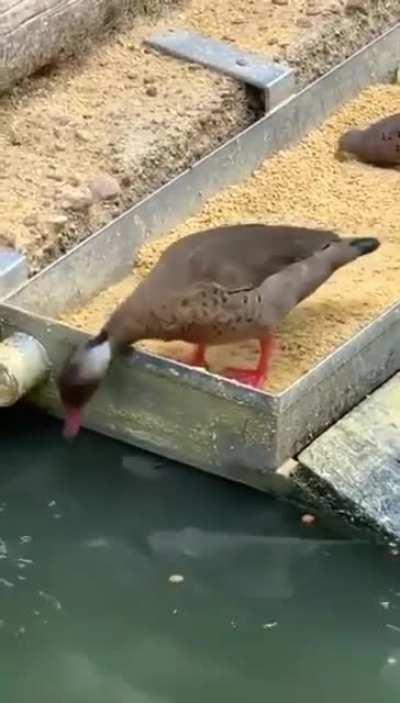 a duck feeding fish
