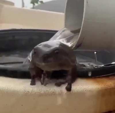 Gay people on my phone like frogs, I like frogs. Have another frog. Rule.