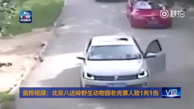 Woman exits car, tiger snacks