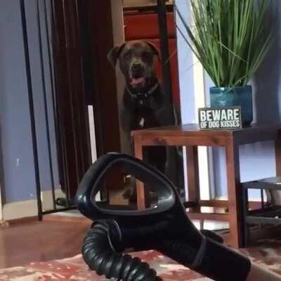 The biggest threat to dogkind