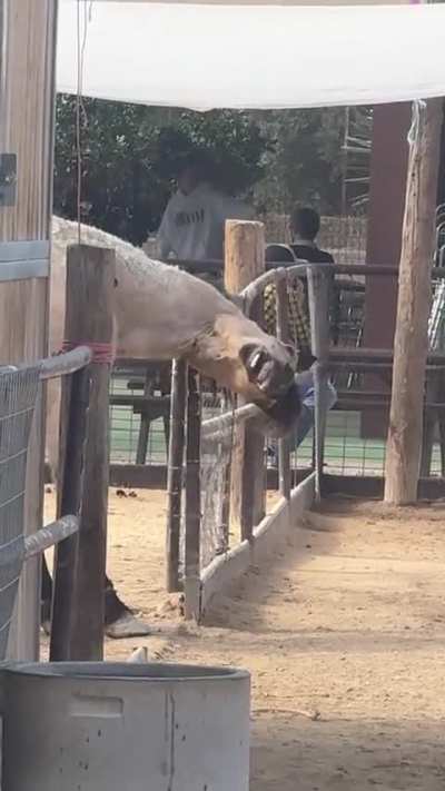 Horses are such majestic creatures