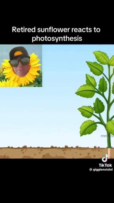 Plants vs photosynthesis 