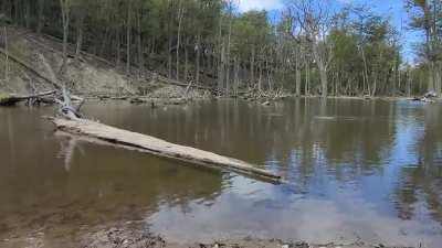 Truchas cazando en una castorera, Tierra del fuego🔥