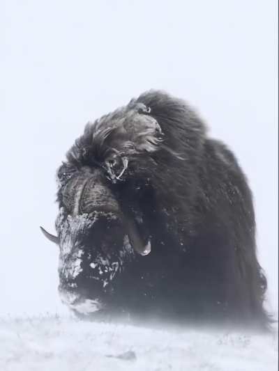 Musk ox in white out conditions