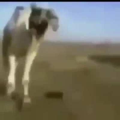 Dromedario لافبلتا ىىةتتلافبلتا ىىةتت