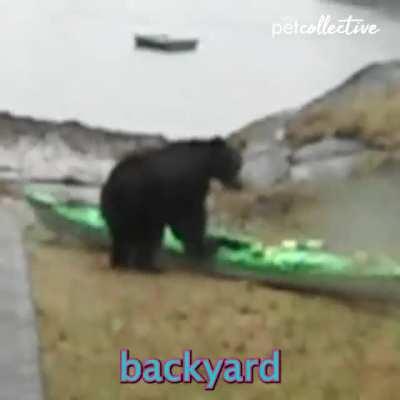 Bear...... Lady...... Bear......Lady