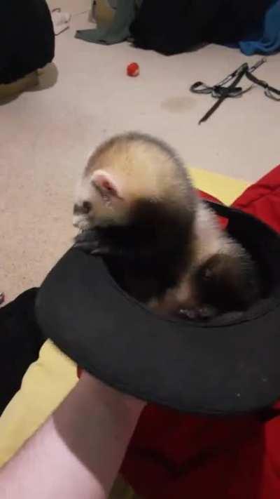 Bear playing in his Dad's hat 😂
