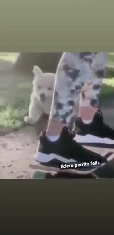 Dejemos nos de tonter&iacute;as, el perrito feliz es mejor que los peruanos dando vueltas