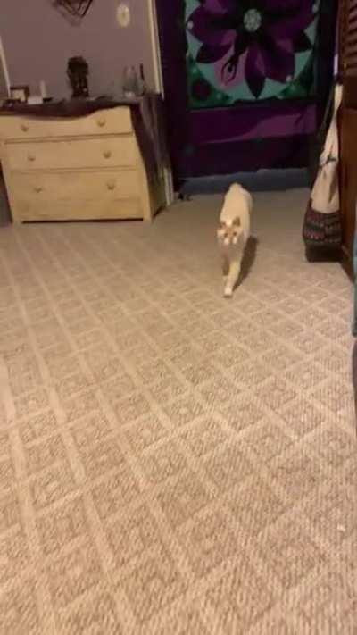 Round 3: catch me if you can. These two are besties!