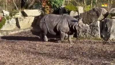 Giant baby rhino