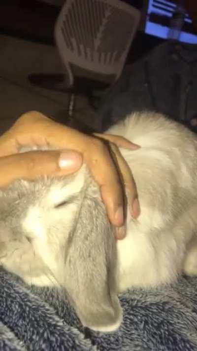 Chewy jumped on my lap to demand a head rub—and I, of course, complied 🐰