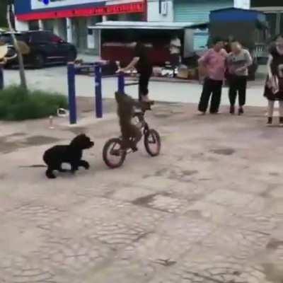 Monkey riding a bike