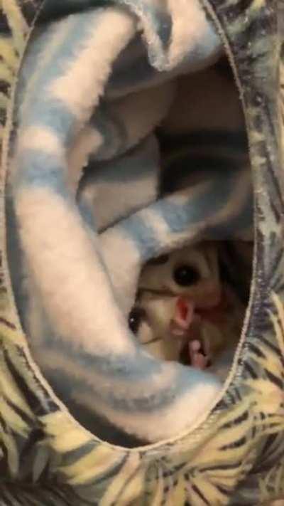 Our rescues Matcha and Chai enjoying their apple slices :)