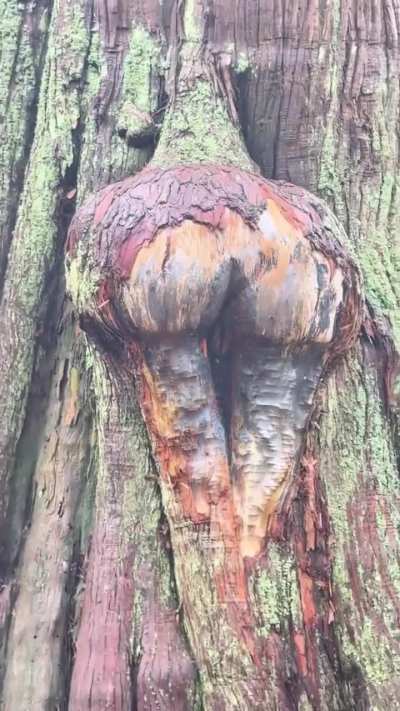 Interesting trees in Canada.