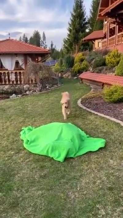 IT'S A GOOD THING HE'S CUTE.