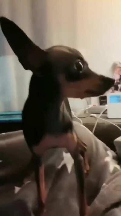 Dog definitely need therapy after that one