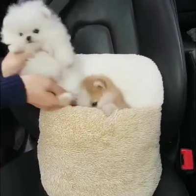 I am gonna go for a ride with my hooman