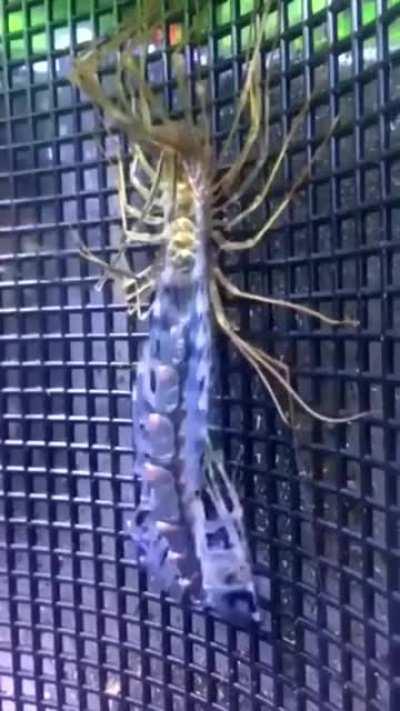 Thanks, i hate house Centipedes shedding.