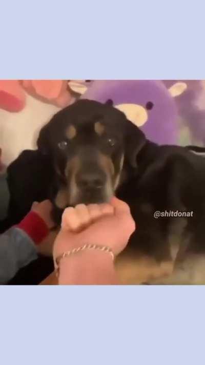 Quem ai quer um pet?