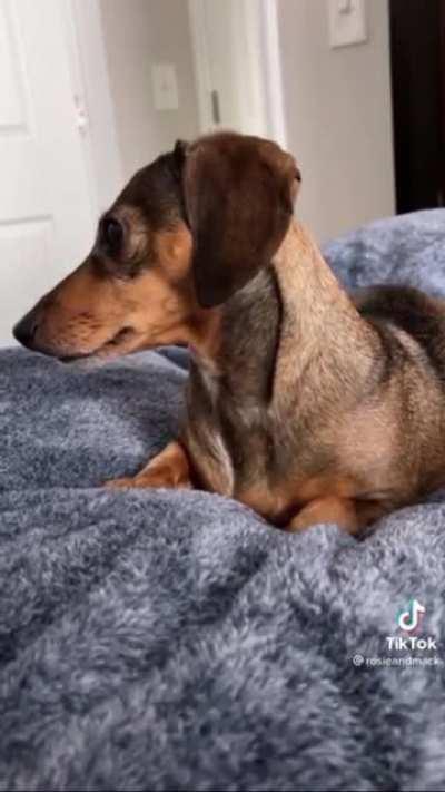 Look at his little head tilt (sound on)