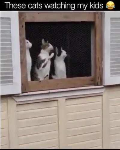 perfectly synced Cats!