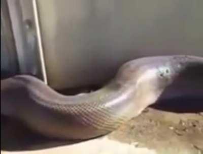 I shit myself and now you will too