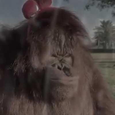 Sad Monke make me sad