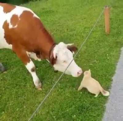 How nice, a friendly cow...