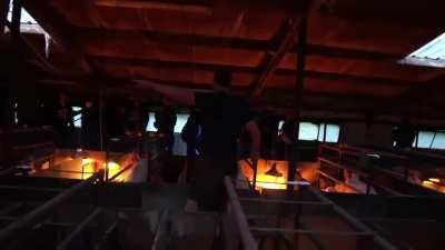 Farmer removes trespassing vegans