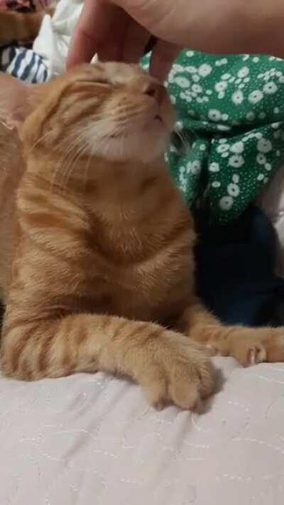 Head scratches so good, got me fearing for my life