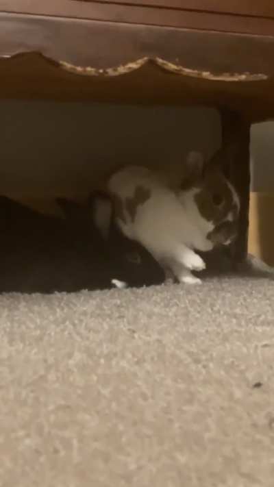 Anyone else’s bunny get shy when you spot them grooming themselves? 😭😅