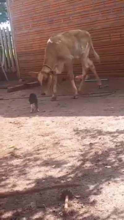The reaction of the cow who ate the cat punch.