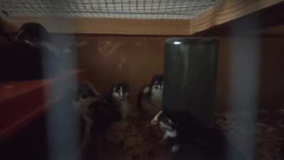 Youngest crower I've ever seen. 2 and a half weeks old.