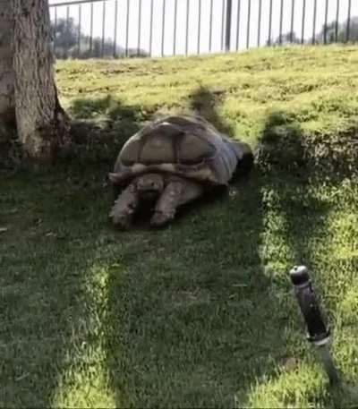 This turtle