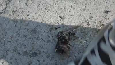 Dreamcrush converse - kakkerlakka