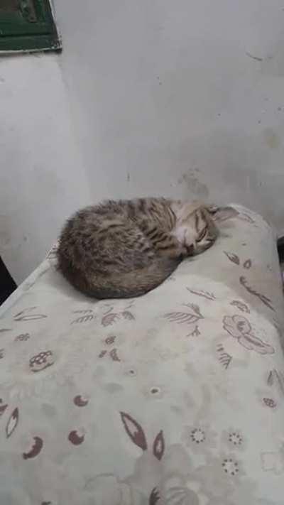Baby Cheetah going to sleep on my pillow