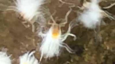 Woodland Spirits is only a slightly better descriptor than the canon irl 