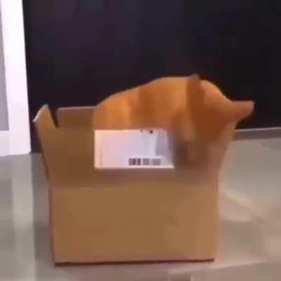 Hungry cat 🐈😻🐈‍⬛