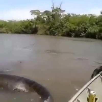 Someone found this huge anaconda swimming in a river