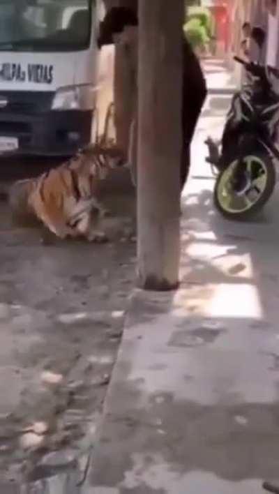 Solo un tigre de Bengala que deambula por la ciudad y luego es llevado a casa sin ninguna resistencia. Esto sucedió en Tecuala, México.