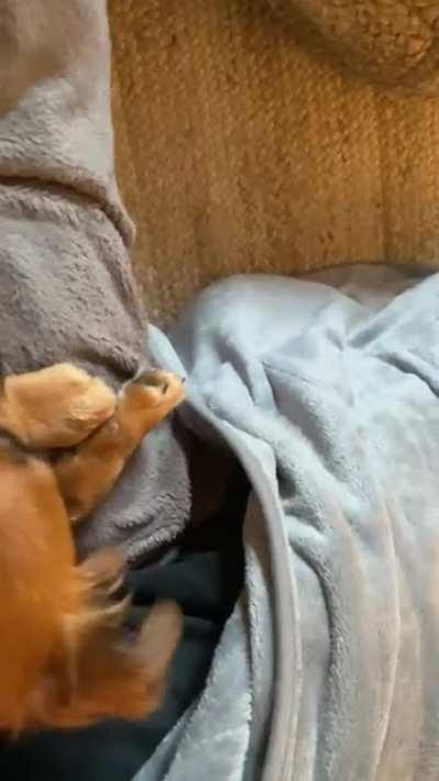 Under-heated-blanket-blop