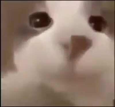 Gato beso (no digan furry ok)