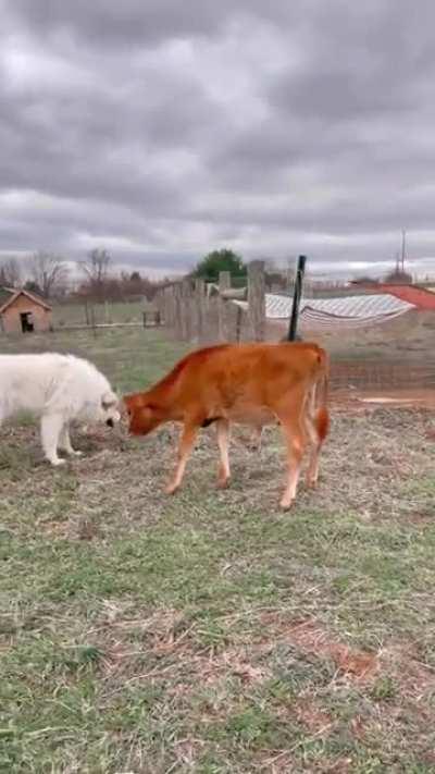Making new friends through the universal language of nose boops! Baby Wilbert was rescued by Here With Us Farm Sanctuary a few weeks ago, but due to some health issues he wasn't able to join his new herd until recently.