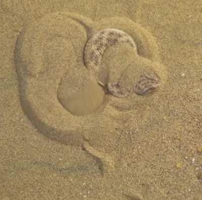 🔥 Sand Viper concealing itself for an attack