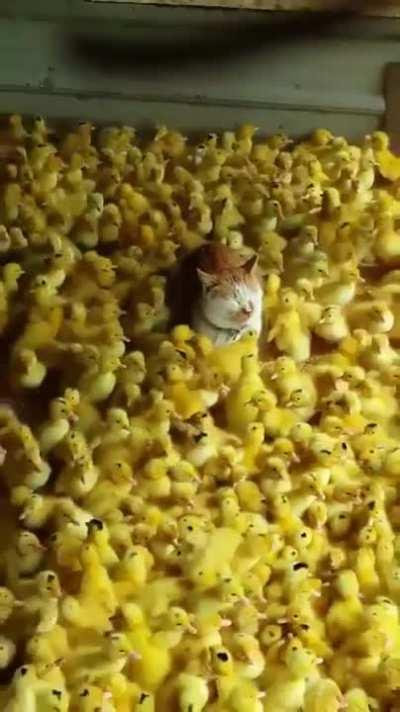 This Cat Surrounded by Chicks