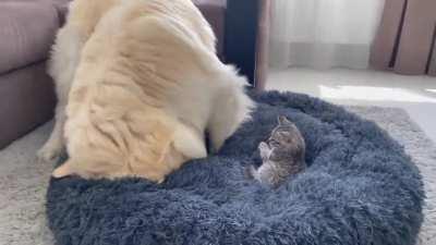 Attempting to get the kitten off his bed