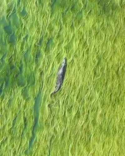 Saltwater croc among seagrass