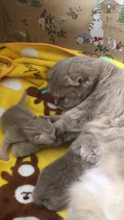 My friends cat gave birth to two male kittens 😍