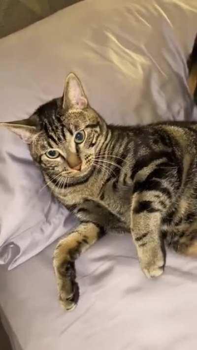 Cat not allowing owner in bed